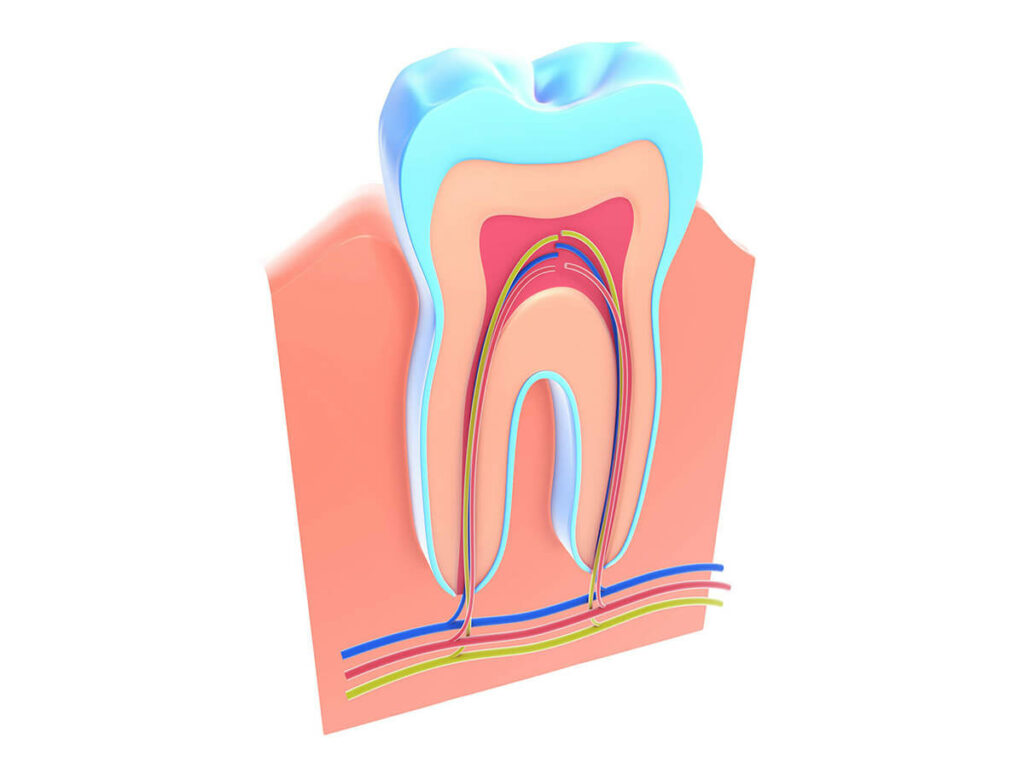 root canal cross section
