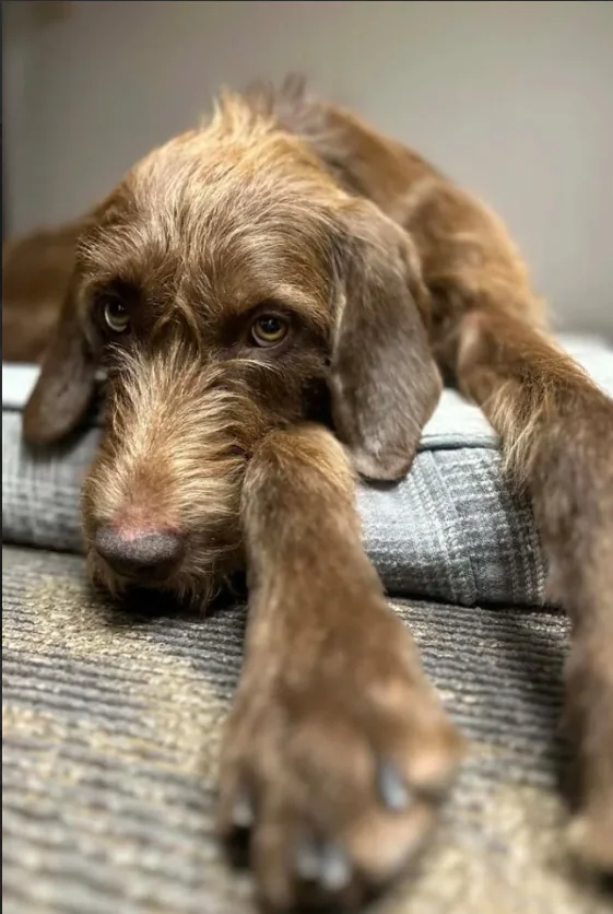 Brown shaggy-haired dog lies on a gray patterned cushion with front legs stretched forward. The relaxed posture and expressive eyes convey a sense of calm and comfort.